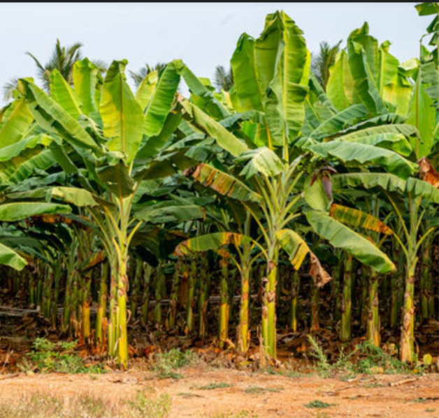  200 Acre Agricultural/Farm Land for Sale in Sivagiri, Tirunelveli