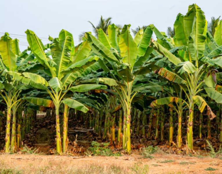  200 Acre Agricultural/Farm Land for Sale in Sivagiri, Tirunelveli