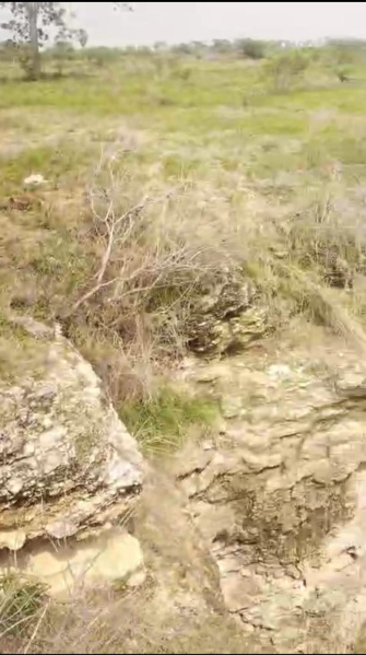  12 Acre Agricultural/Farm Land for Sale in Sivanthipuram, Tirunelveli