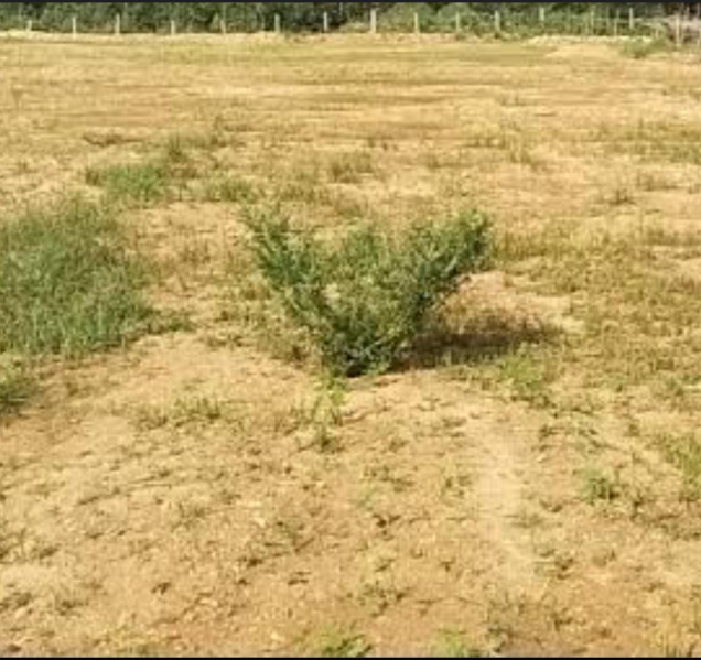  6 Acre Residential Plot for Sale in KTC Nagar, Tirunelveli