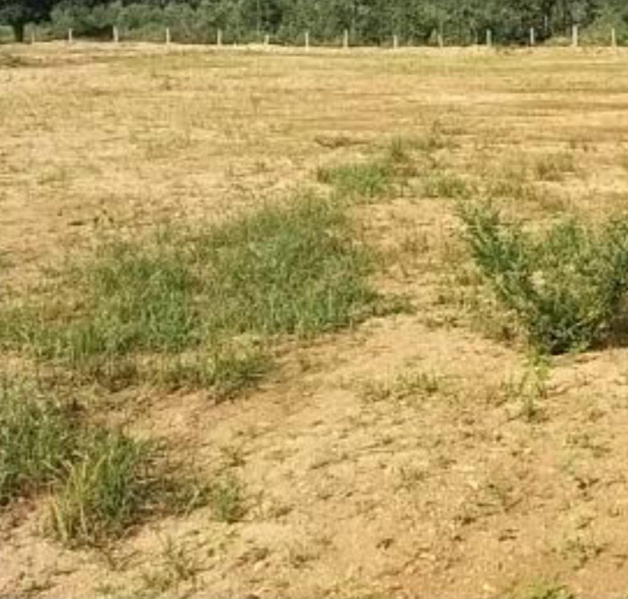  6 Acre Residential Plot for Sale in KTC Nagar, Tirunelveli