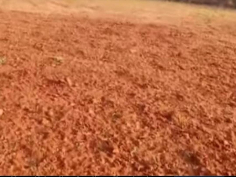  200 Acre Agricultural/Farm Land for Sale in Vagaikulam, Thoothukudi