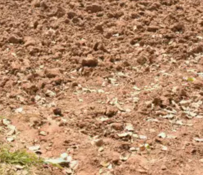  3 Acre Agricultural/Farm Land for Sale in Ayyankottai, Madurai