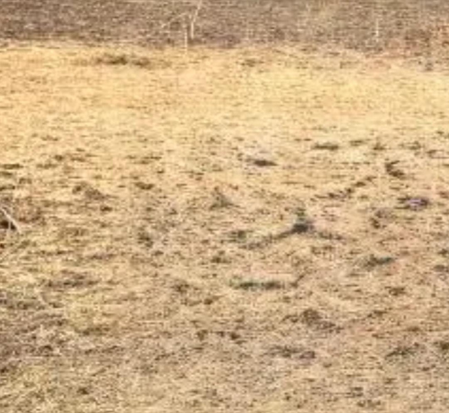  20 Acre Commercial Land for Sale in Sriperumbudur, Chennai