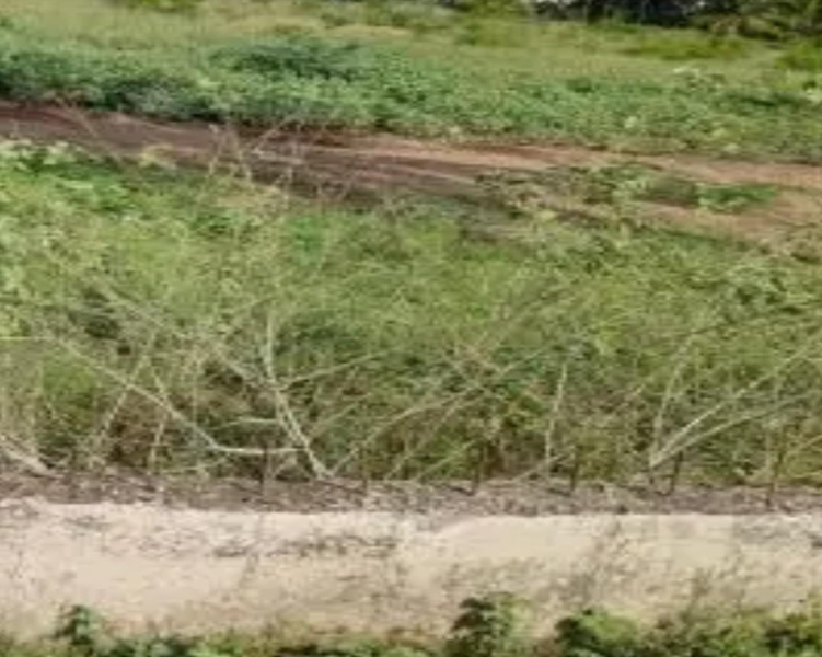  5 Acre Residential Plot for Sale in Avadi, Chennai
