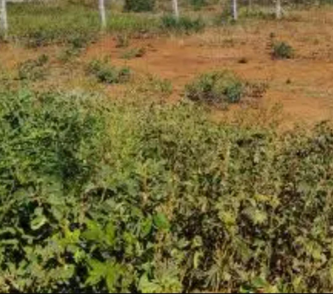  2400 Sq.ft. Residential Plot for Sale in West Mambalam, Chennai