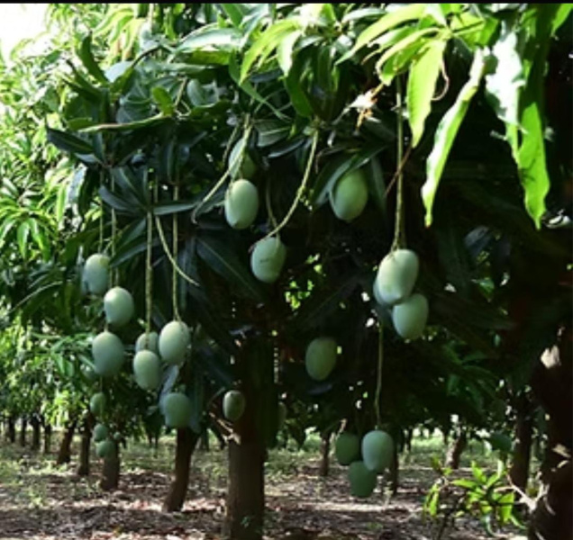  140 Acre Agricultural/Farm Land for Sale in Tenkasi, Tirunelveli