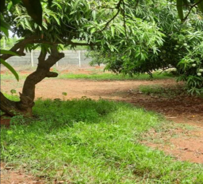  140 Acre Agricultural/Farm Land for Sale in Tenkasi, Tirunelveli