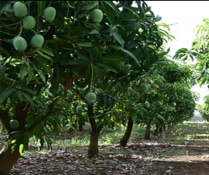  140 Acre Agricultural/Farm Land for Sale in Tenkasi, Tirunelveli