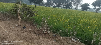  Agricultural Land for Sale in Kaharai, Agra