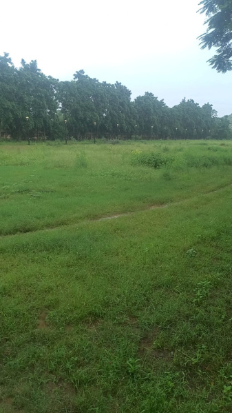  Agricultural Land 23 Bigha for Sale in Kotkhawda, Jaipur