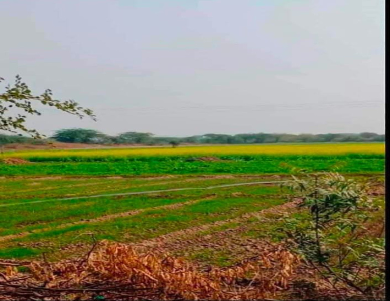  Agricultural Land 5000 Sq. Yards for Sale in Jagatpura, Jaipur
