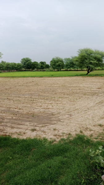  25 Bigha Agricultural/Farm Land for Sale in Mohangarh, Jaisalmer