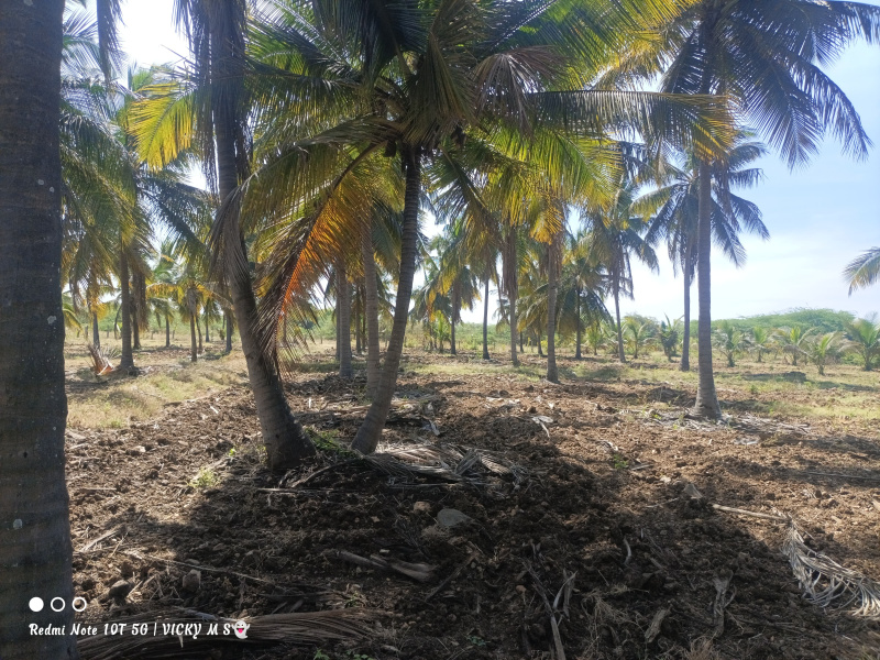  Agricultural Land 4 Ares for Sale in Kadur, Chikmagalur