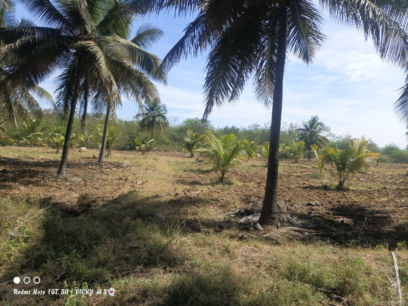  Agricultural Land 4 Ares for Sale in Kadur, Chikmagalur