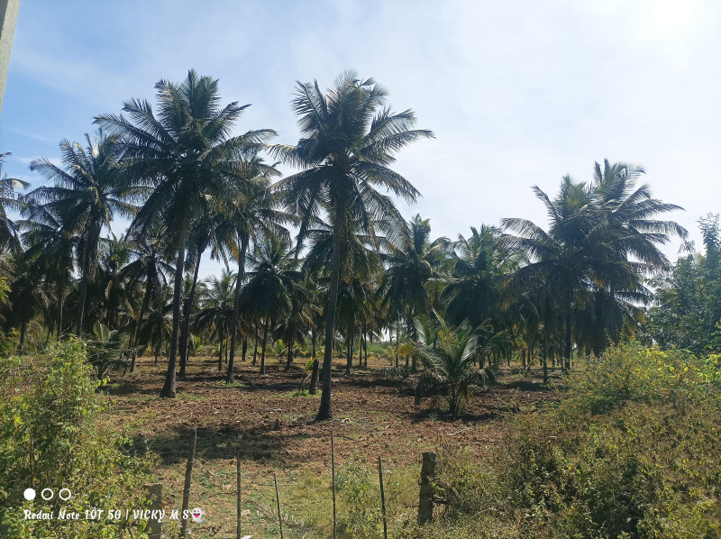  Agricultural Land 4 Ares for Sale in Kadur, Chikmagalur