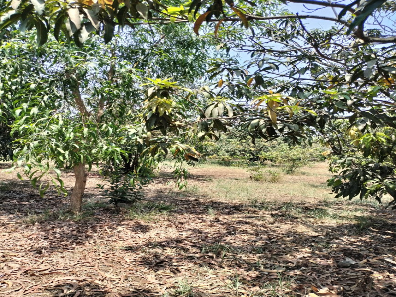  Agricultural Land 4 Acre for Sale in Gidc, Vapi