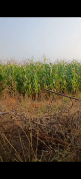  Agricultural Land for Sale in Dhone, Kurnool