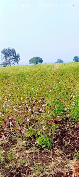 Agricultural Land 15 Acre for Rent in Peth Umri, Nanded