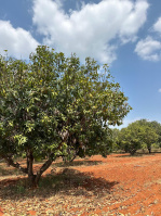  Agricultural Land for Sale in Melur Road, Madurai