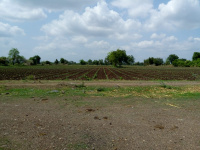  Agricultural Land for Sale in Erandol, Jalgaon