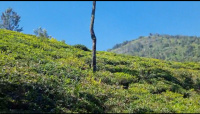  Agricultural Land for Sale in Coonoor, Ooty