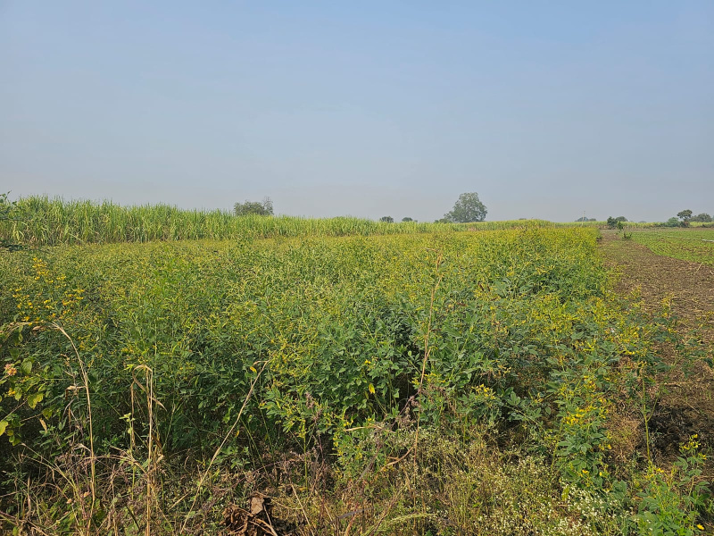 Chandgad, Kolhapur photo 3