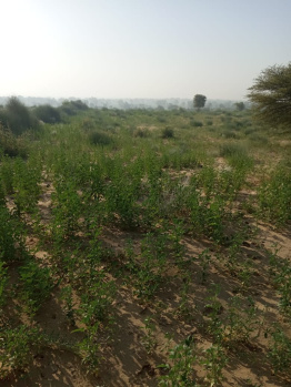  Agricultural Land for Sale in Nokha, Bikaner