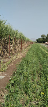  Agricultural Land for Sale in Alephata, Pune