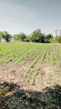  Agricultural Land for Sale in Ausa, Latur
