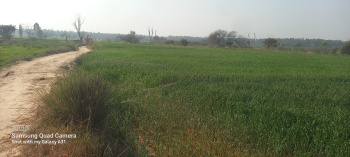  Agricultural Land for Sale in Naraingarh, Ambala
