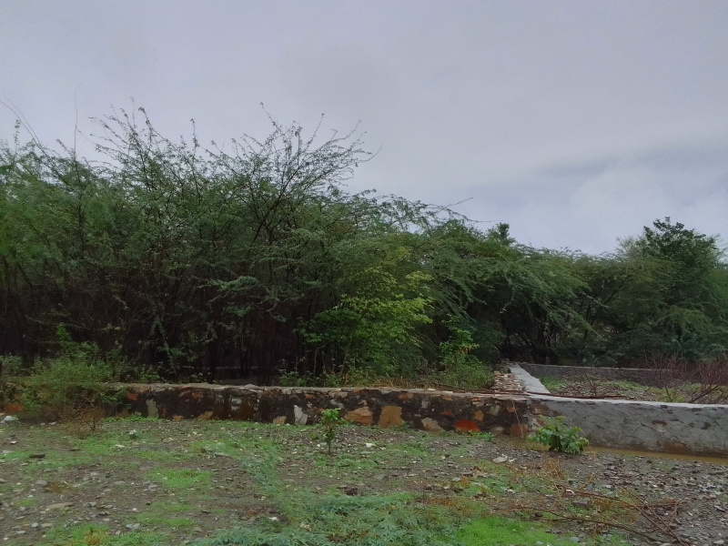 Residential Plot 1800 Sq.ft. for Sale in Balicha, Udaipur (REI1244861)