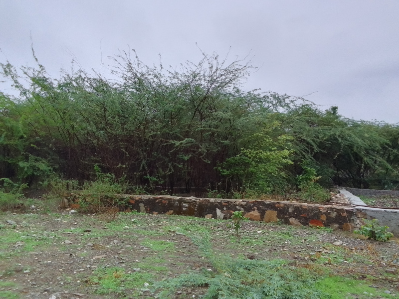 Residential Plot 1800 Sq.ft. for Sale in Balicha, Udaipur (REI1244861)