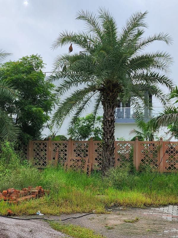  Residential Plot 1800 Sq.ft. for Sale in Chaumuhan, Mathura