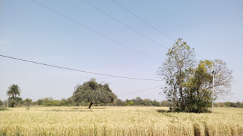  Agricultural Land for Sale in Nimbahera, Chittaurgarh