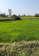 Agricultural Land for Sale in Rampur Maniharan, Saharanpur