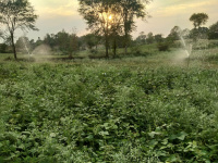  Agricultural Land for Sale in Shahpura, Jabalpur