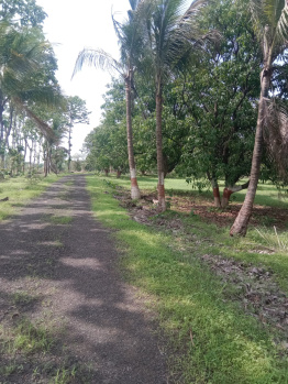  Agricultural Land for Sale in Alibag, Raigad