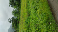  Agricultural Land for Sale in Tala, Raigad
