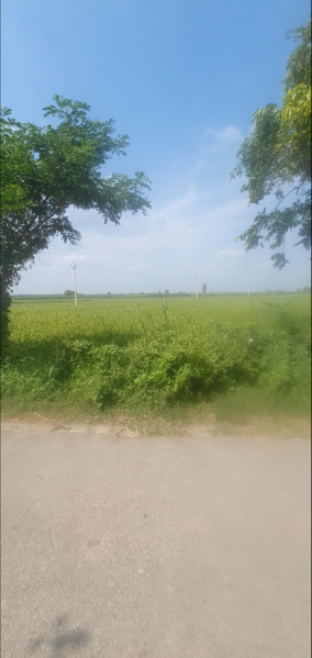  Agricultural Land 14 Bigha for Sale in Garhmukteshwar, Hapur