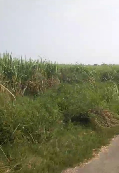  19 Bigha Agricultural/Farm Land for Sale in Garhmukteshwar, Hapur