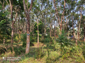  Residential Plot for Sale in Kenichira, Wayanad