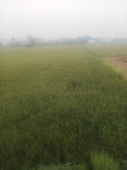 Agricultural Land for Sale in Bariwala, Muktsar