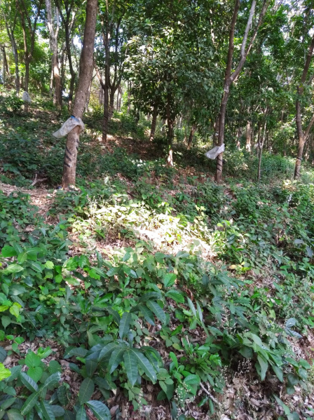  Commercial Land 68 Cent for Sale in Kuthuparamba, Kannur