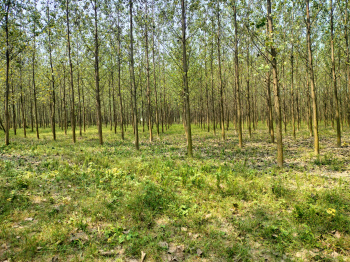 Agricultural Land for Sale in Model Town, Yamunanagar
