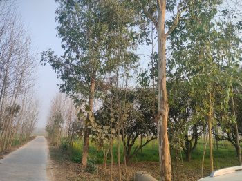 Industrial Land for Sale in Jagadhri, Yamunanagar