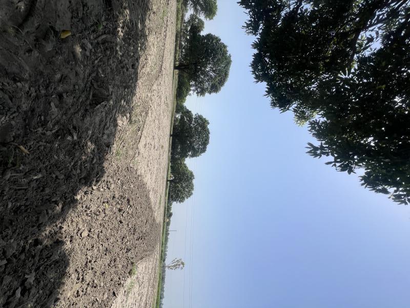 1.5 BHK Farm House 16 Acre for Sale in Bapoli, Panipat