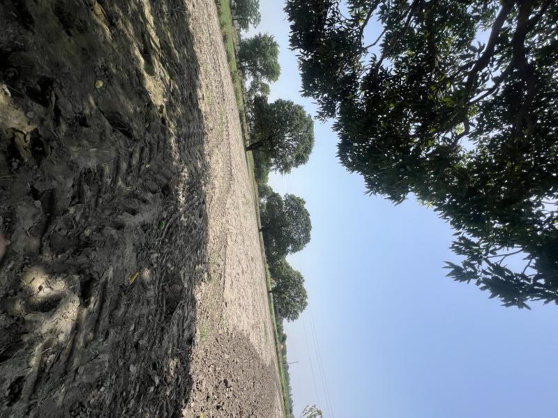 1.5 BHK Farm House 16 Acre for Sale in Bapoli, Panipat