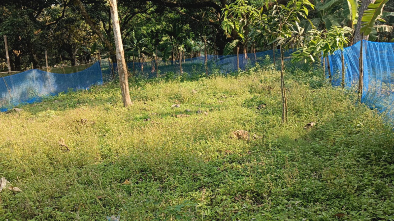  Residential Plot 3500 Sq.ft. for Sale in Bandel, Hooghly