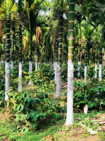  Agricultural Land for Sale in Nanjungud Road, Mysore